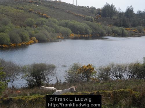 Lough Nasool Drained (2006)